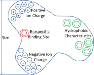 Molecular Properties Utilized in Chromatographic 
Separation.