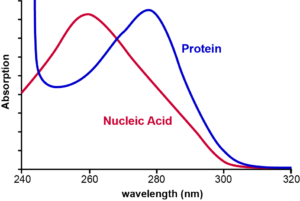 Absorption spectra of protein and nucleic acid. 